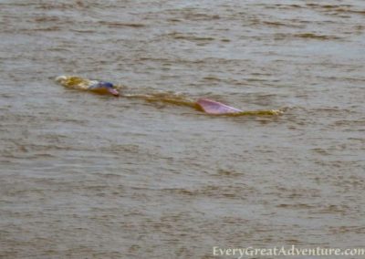 PInk dophins, Parintins, Brazil, Amazon River, Amazon River cruise, South American Cruise, Amazonian cities