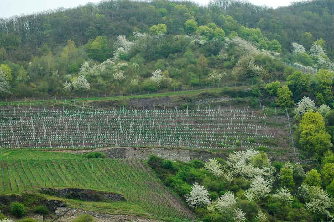 photo of a green hillside, many trees with white blooms, and a large well manicured vineyard in the middle. Grapes have not yet begun to grow.