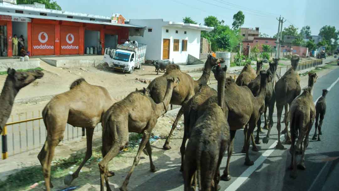 Camels being herded alongside the road.