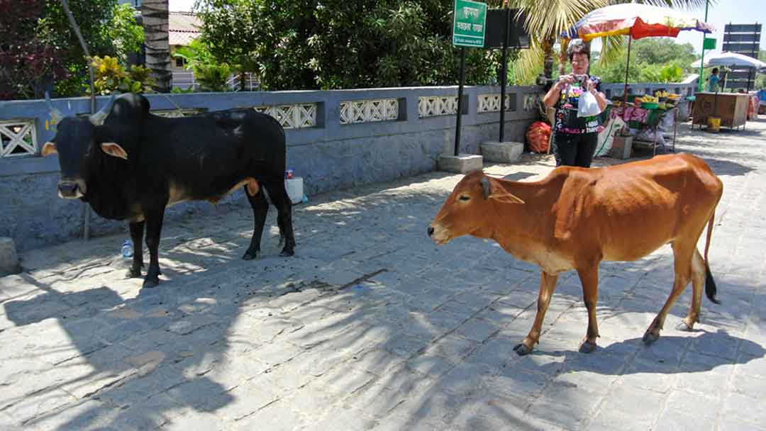 A bull and and a cow walking freely on the sidewalks of Elephanta Island
