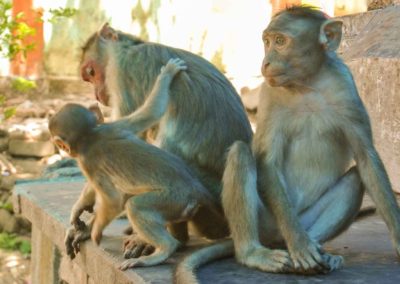 Two adult monkeys and an young monkey in between them.