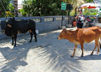 Black bull and red cow walking along the sidewalk.