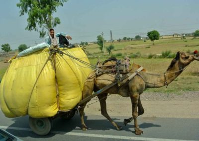 Camel pulling a cart loaded with a large item covered with a yellow tarp. A young man sitting on top of cart, driving the camel.