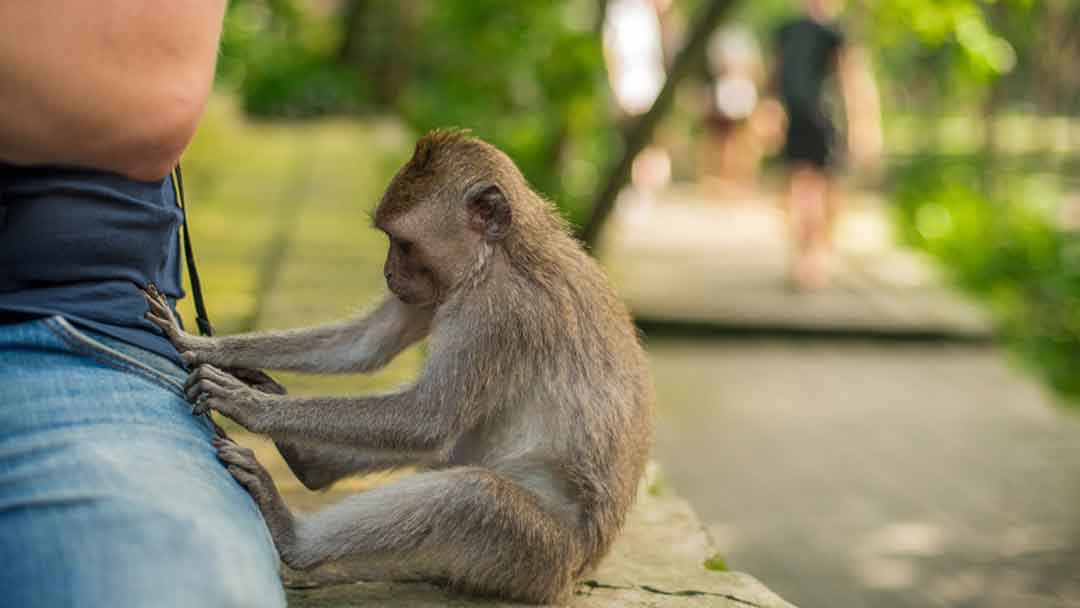 Small monkey trying to take something out of a man's pants pocket