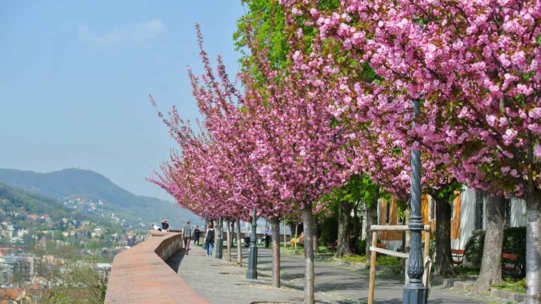 Trees with pink blooms lining the street, overlooking a town.