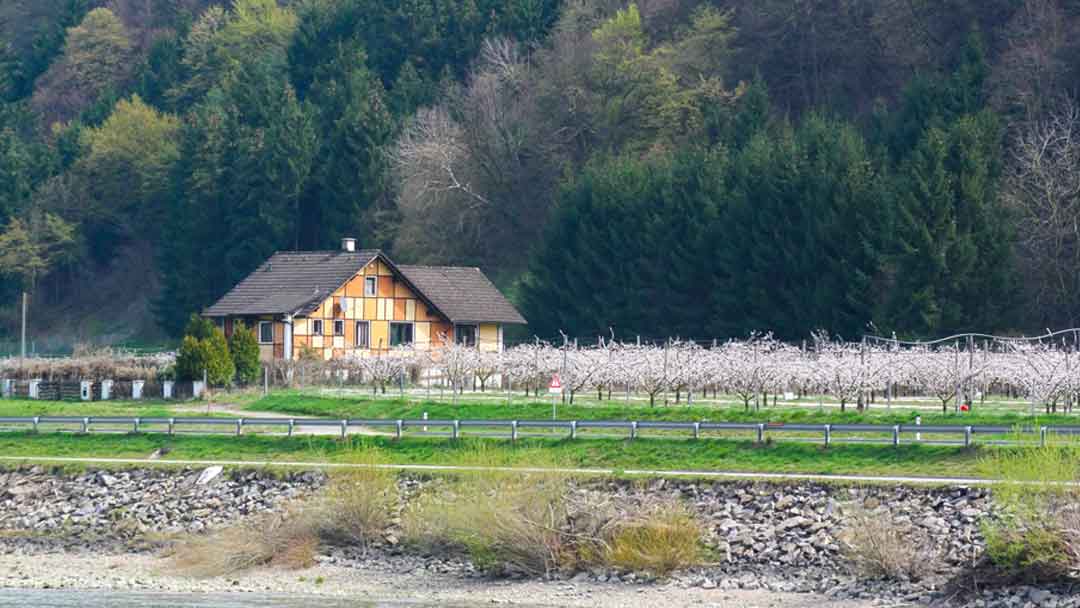 Small house and blooming vineyard along the river's bank.