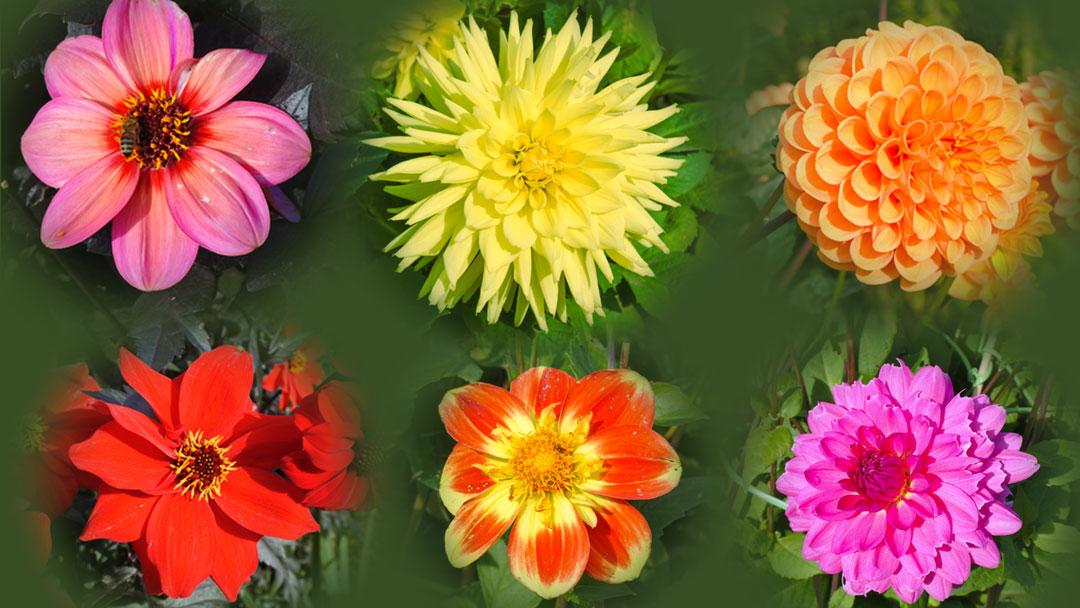 Six different varieties of Dahlias ranging in color from orange to pink to red.