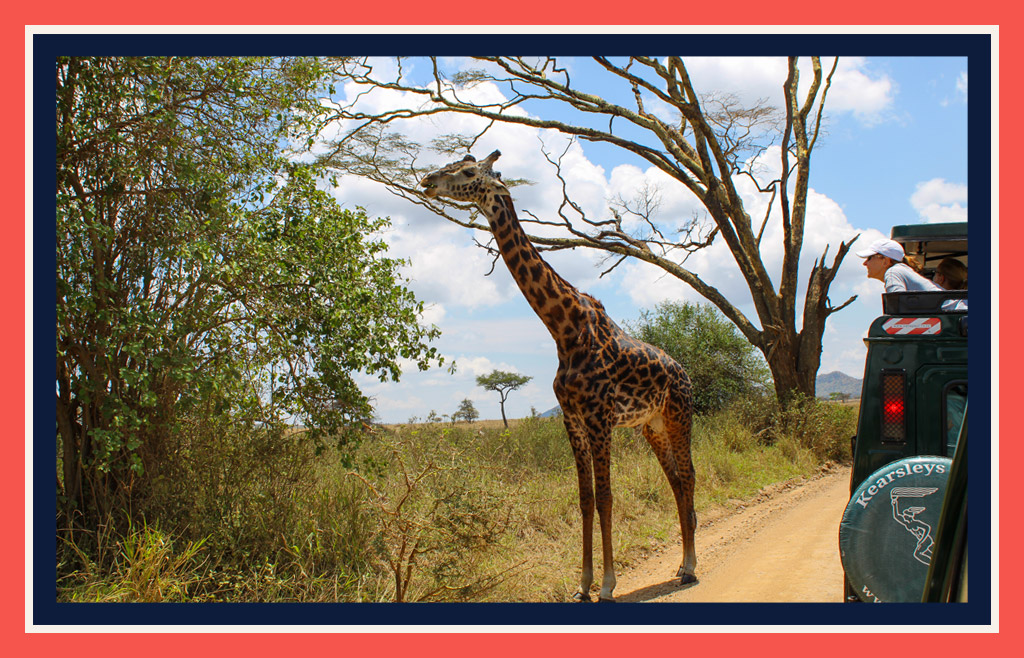 Man in safari truck looking at giraffe which is eating leaves from a tree on the side of a dirt road. Travel by road is a way to make a safari more affordable.