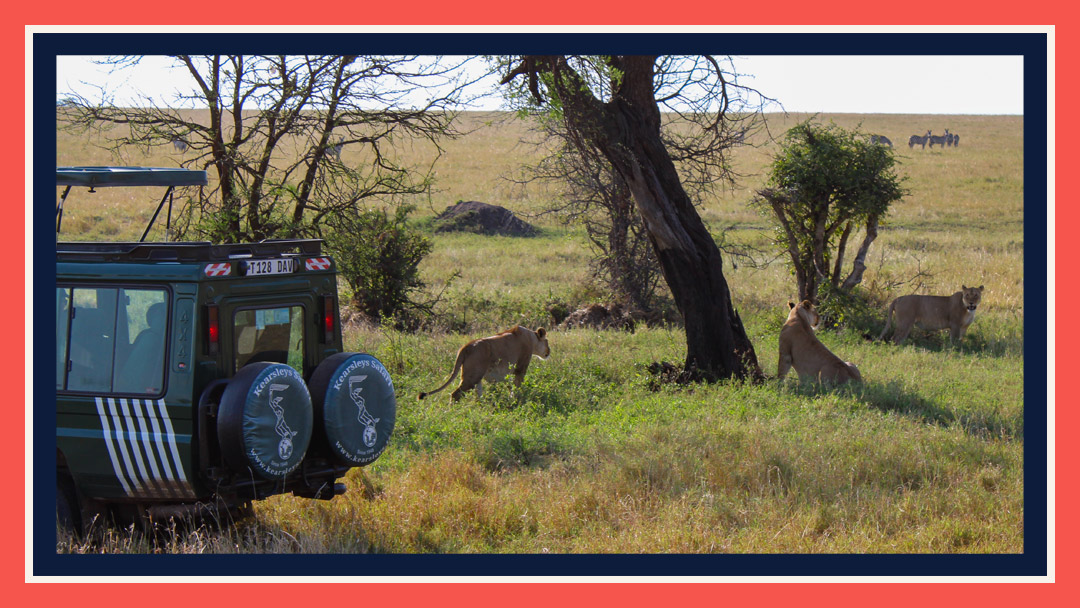 Passengers in a safari vehicle looking at three female lions resting near a tree.